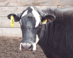 Cow with mandatory RFID tag