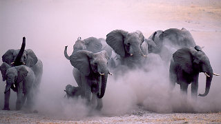 Elephants attack Orissa